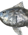 Steel Fish - Handcrafted Wall Decor