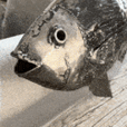 Steel Fish - Handcrafted Wall Decor